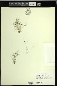 Cyperus subsquarrosus image