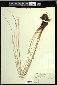 Eleocharis erythropoda image