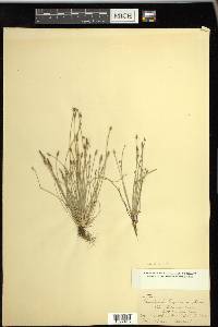 Eleocharis engelmannii image