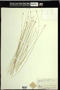 Eleocharis erythropoda image