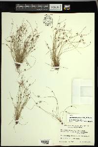 Cyperus subsquarrosus image