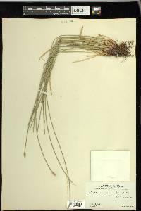 Eleocharis montana image