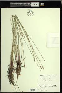 Eleocharis macrostachya image