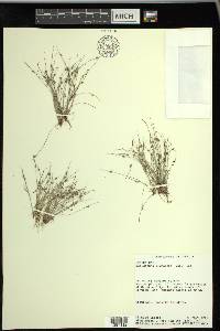 Cyperus subsquarrosus image