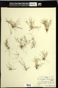 Cyperus subsquarrosus image