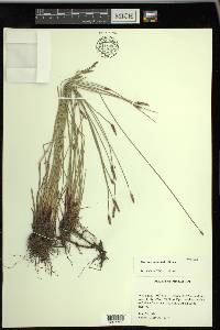 Eleocharis macrostachya image