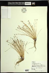 Eleocharis geniculata image