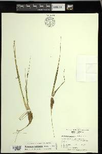 Eleocharis flavescens image