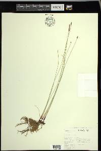 Eleocharis erythropoda image
