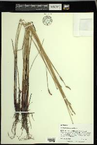 Eleocharis macrostachya image