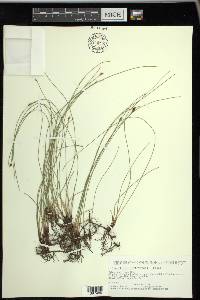 Eleocharis erythropoda image