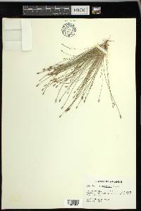 Eleocharis engelmannii image