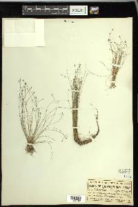 Eleocharis microcarpa image