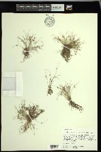 Cyperus subsquarrosus image