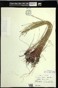 Eleocharis elongata image