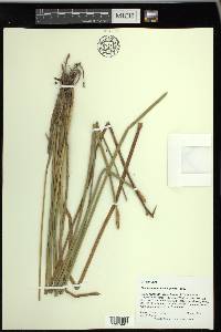 Eleocharis equisetoides image