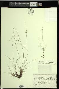 Cyperus neochinensis image