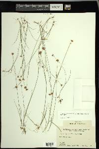 Rhynchospora alba image