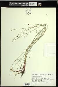 Eleocharis elliptica image