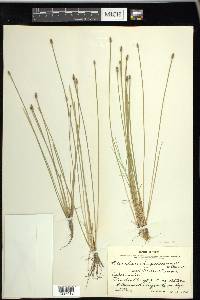 Eleocharis engelmannii image