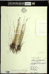 Eleocharis nitida image