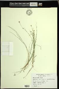 Rhynchospora alba image