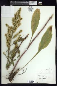 Solidago speciosa image