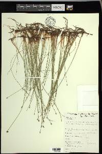 Eleocharis erythropoda image