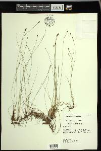 Eleocharis montevidensis image