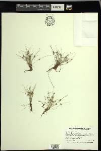 Cyperus subsquarrosus image