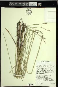 Eleocharis macrostachya image