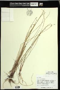 Eleocharis elongata image