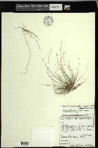 Eleocharis intermedia image