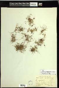 Cyperus subsquarrosus image