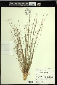 Eleocharis microcarpa image