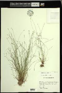 Eleocharis microcarpa image