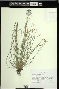 Eleocharis engelmannii image