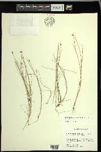 Rhynchospora alba image