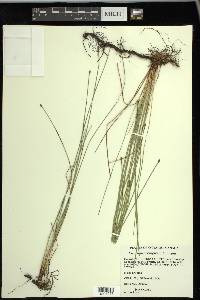 Eleocharis compressa image