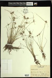 Cyperus neotropicalis image