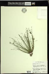 Eleocharis microcarpa image