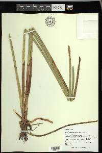 Eleocharis equisetoides image