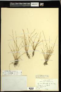 Eleocharis flavescens image