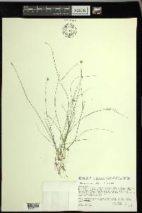 Rhynchospora alba image