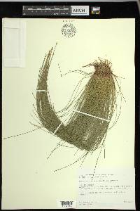 Eleocharis intermedia image