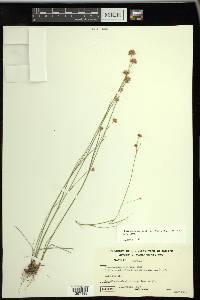 Rhynchospora alba image