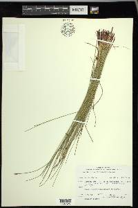 Eleocharis erythropoda image