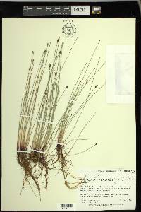 Eleocharis macrostachya image