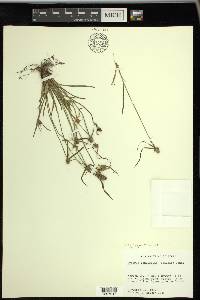 Cyperus hortensis image