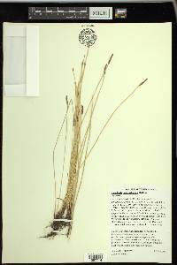 Eleocharis macrostachya image